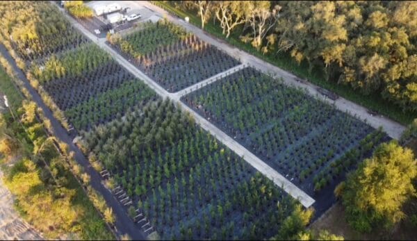 Nursery rows of plant and tree inventory