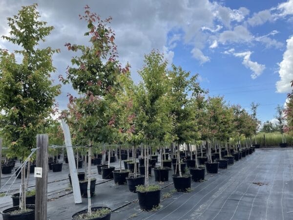 Containerized trees in the nursery